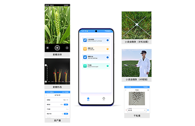中山市小麦亩穗数分析仪IN-XM02